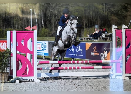 Belgisches Reitpony, Wallach, 4 Jahre, 145 cm, Schimmel