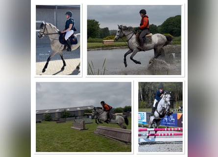 Belgisches Reitpony, Wallach, 4 Jahre, 145 cm, Schimmel