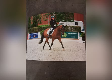 Belgisches Reitpony, Wallach, 7 Jahre, 146 cm, Brauner
