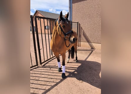 Belgisches Reitpony, Wallach, 7 Jahre, 146 cm, Brauner