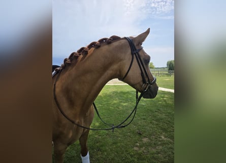 Belgisches Reitpony, Wallach, 7 Jahre, 148 cm, Fuchs