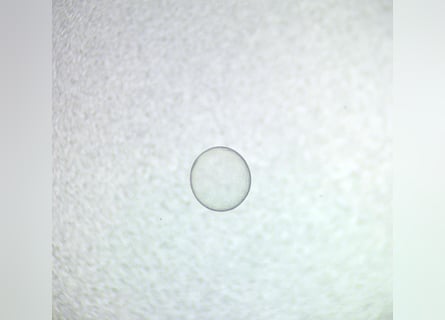 Belgisches Sportpferd, Unbekannt, Embryo