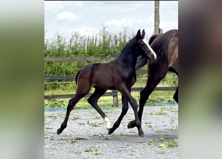 Belgisches Sportpferd, Hengst, 1 Jahr, Dunkelbrauner
