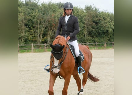 Belgisches Sportpferd, Hengst, 26 Jahre