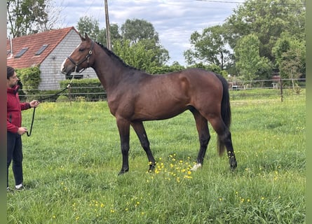 Belgisches Sportpferd, Hengst, 3 Jahre, 163 cm, Brauner