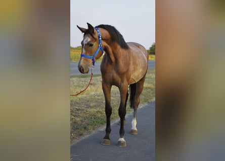 Belgisches Sportpferd, Hengst, 3 Jahre, 167 cm, Rotschimmel