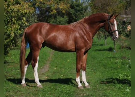 Belgisches Sportpferd, Hengst, 4 Jahre, 168 cm, Fuchs