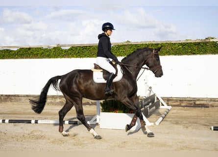Belgisches Sportpferd, Hengst, 5 Jahre, 172 cm, Rappe