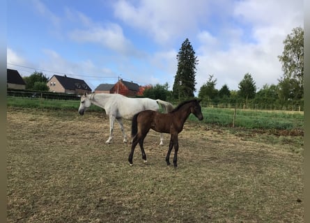 Belgisches Sportpferd, Hengst, Fohlen (05/2026), Schwarzbrauner