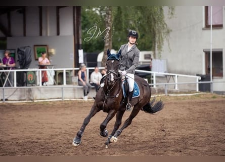 Belgisches Sportpferd, Stute, 10 Jahre, 165 cm, Rappe