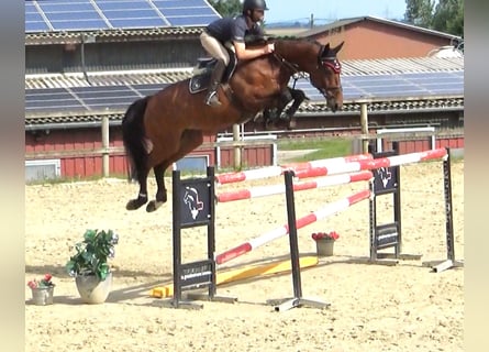 Belgisches Sportpferd, Stute, 10 Jahre, 171 cm, Brauner