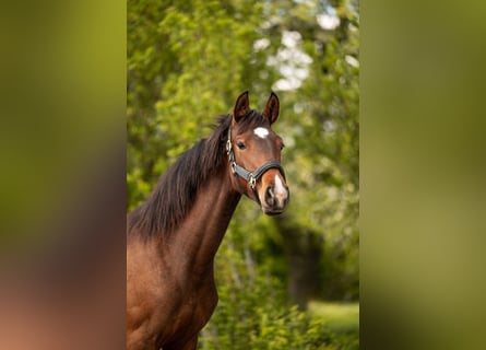 Belgisches Sportpferd, Stute, 1 Jahr, 160 cm, Dunkelbrauner