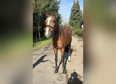 Belgisches Sportpferd, Stute, 21 Jahre, 167 cm, Brauner