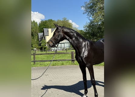 Belgisches Sportpferd, Stute, 2 Jahre, 170 cm, Dunkelbrauner