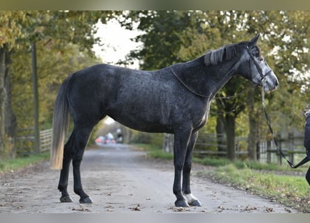 Belgisches Sportpferd, Stute, 4 Jahre, 162 cm, Schimmel