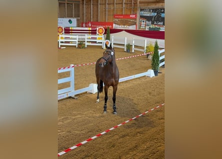 Belgisches Sportpferd, Stute, 4 Jahre, 166 cm, Brauner