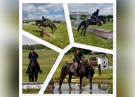 Belgisches Sportpferd, Stute, 5 Jahre, 144 cm, Rappe