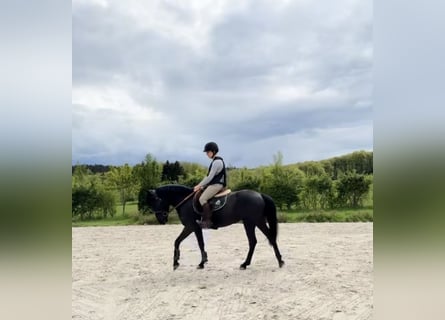 Belgisches Sportpferd, Stute, 5 Jahre, 144 cm, Rappe
