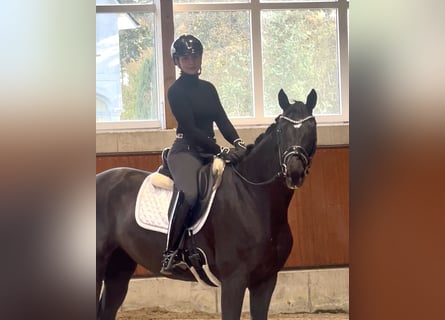 Belgisches Sportpferd, Stute, 5 Jahre, 165 cm, Rappe