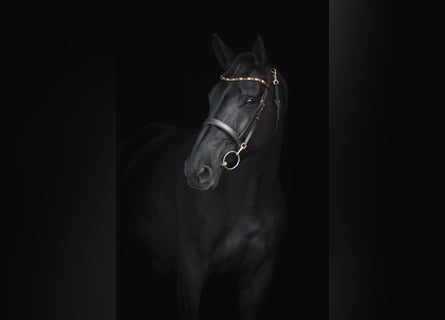 Belgisches Sportpferd, Stute, 8 Jahre, 172 cm, Rappe