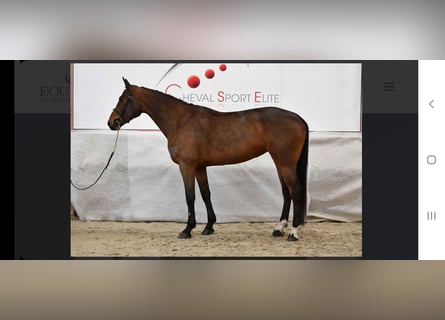 Belgisches Sportpferd, Stute, 8 Jahre, Brauner