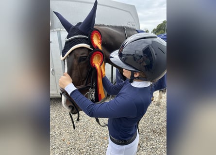 Belgisches Sportpferd, Wallach, 11 Jahre, 165 cm, Brauner