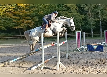 Belgisches Sportpferd, Wallach, 11 Jahre, 166 cm, Schimmel