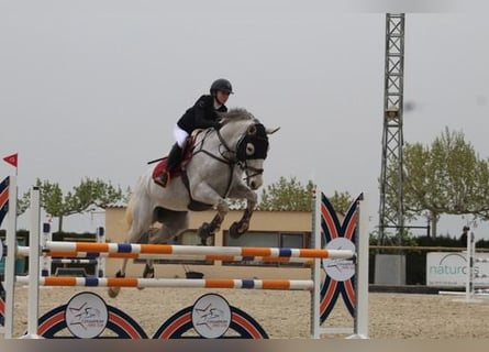 Belgisches Sportpferd, Wallach, 12 Jahre, 166 cm, Fliegenschimmel