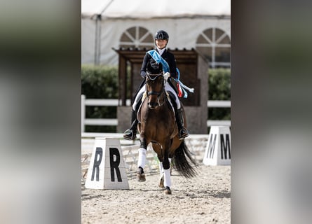 Belgisches Sportpferd, Wallach, 12 Jahre, 168 cm, Rotbrauner
