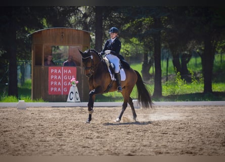 Belgisches Sportpferd, Wallach, 13 Jahre, 169 cm, Brauner