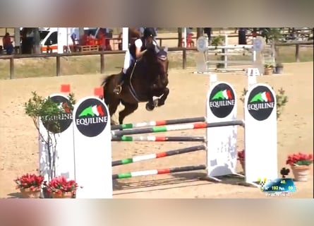 Belgisches Sportpferd, Wallach, 15 Jahre, 175 cm, Rotbrauner