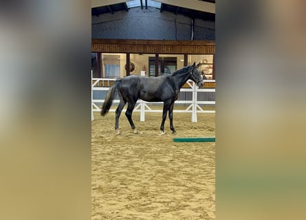Belgisches Sportpferd, Wallach, 2 Jahre, 175 cm, Kann Schimmel werden