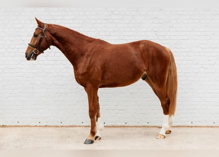 Belgisches Sportpferd, Wallach, 3 Jahre, 165 cm, Fuchs