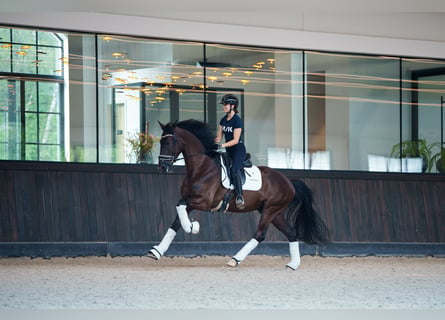 Belgisches Sportpferd, Wallach, 3 Jahre, 170 cm, Rappe