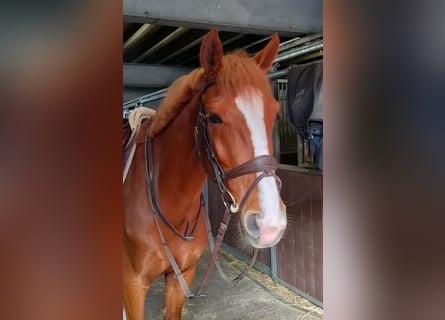 Belgisches Sportpferd, Wallach, 4 Jahre, 164 cm, Fuchs