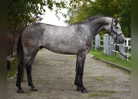 Belgisches Sportpferd, Wallach, 4 Jahre, 168 cm, Schimmel