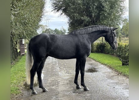 Belgisches Sportpferd, Wallach, 5 Jahre, 165 cm, Schimmel