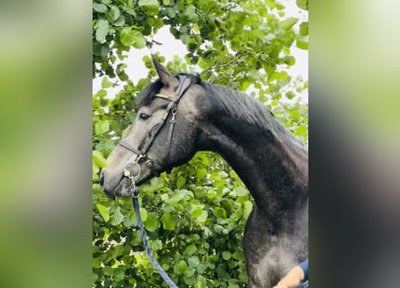 Belgisches Sportpferd, Wallach, 5 Jahre, 165 cm, Schimmel