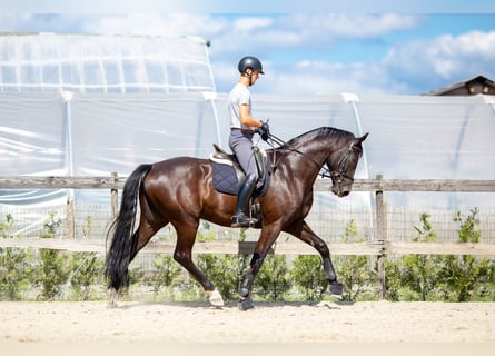 Belgisches Sportpferd, Wallach, 5 Jahre, 176 cm, Schwarzbrauner