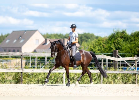 Belgisches Sportpferd, Wallach, 5 Jahre, 176 cm, Schwarzbrauner