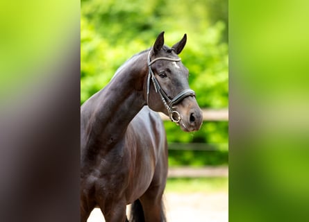 Belgisches Sportpferd, Wallach, 5 Jahre, 178 cm, Schwarzbrauner