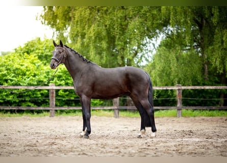Belgisches Sportpferd, Wallach, 5 Jahre, 178 cm, Schwarzbrauner