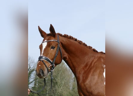 Belgisches Sportpferd, Wallach, 6 Jahre, 167 cm, Fuchs