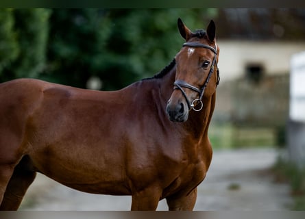 Belgisches Sportpferd, Wallach, 6 Jahre, 172 cm, Rotbrauner