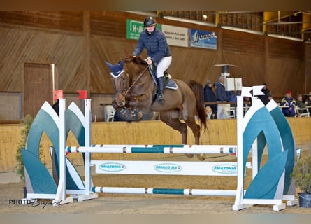Belgisches Sportpferd, Wallach, 6 Jahre, 175 cm, Dunkelfuchs