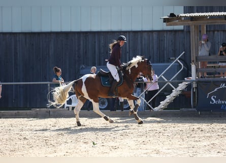 Belgisches Sportpferd, Wallach, 8 Jahre, 165 cm, Schecke