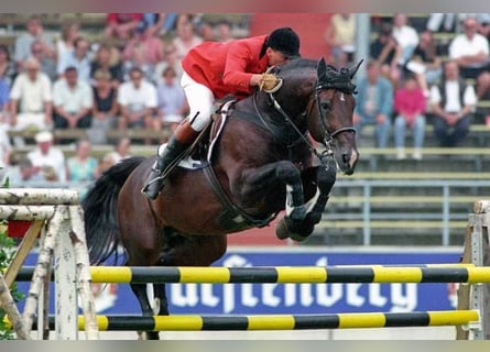Belgisches Warmblut, Hengst, Embryo