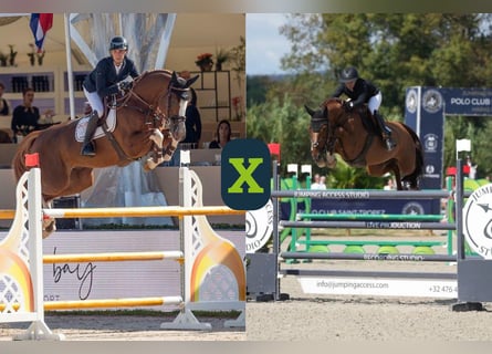 Belgisches Warmblut, Unbekannt, Embryo