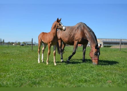 Belgisches Warmblut, Hengst, 12 Jahre, 157 cm, Brauner