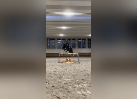 Belgisches Warmblut, Hengst, 12 Jahre, 167 cm, Dunkelbrauner